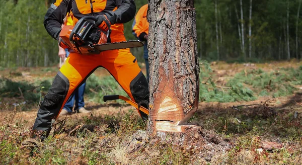Oakleys Tree Felling Service