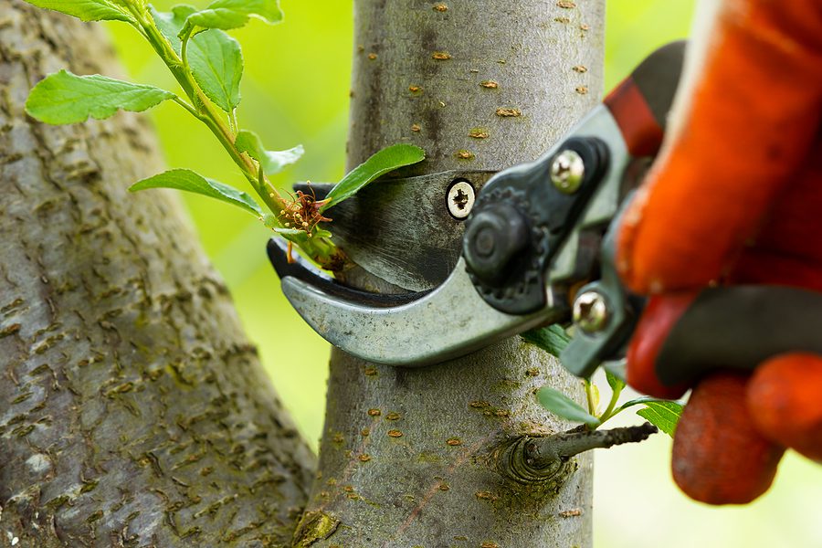 Gardener Pruning Trees With Pruning Shears On Nature Background
