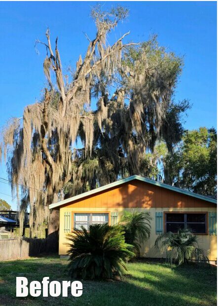 Before and after tree removal