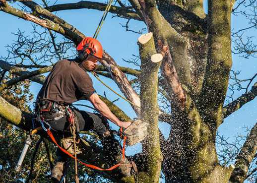Oakleys Tree pollarding Service