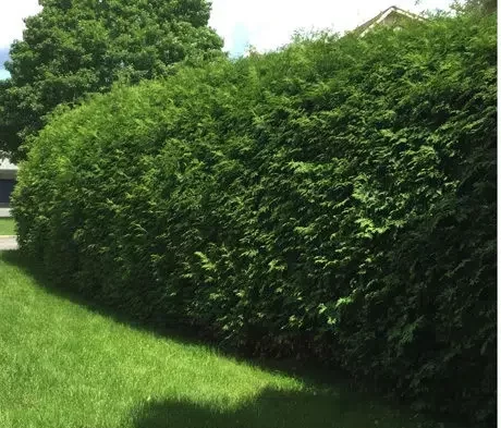 hedge trimming