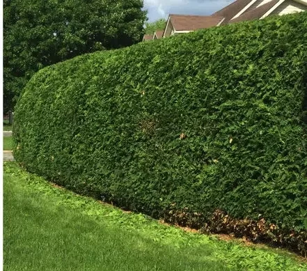 hedge trimming 1