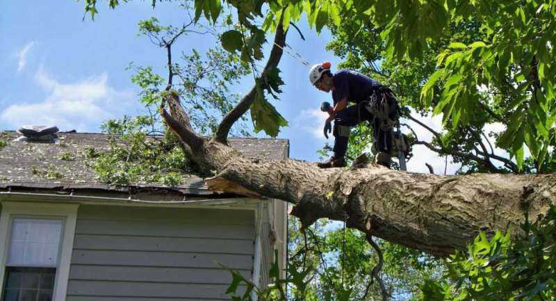 oakleys tree and garden services (11)