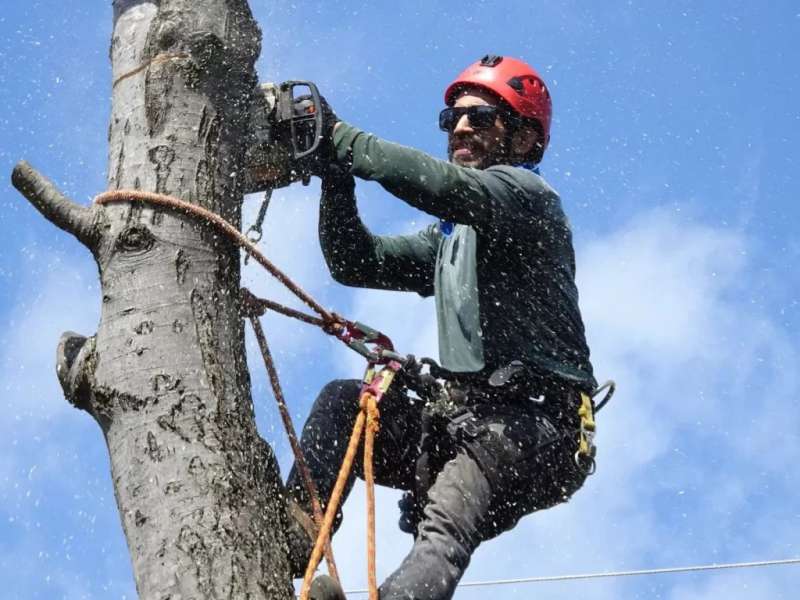 oakleys tree and garden services (13)