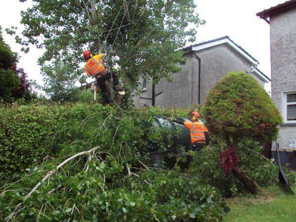 oakleys tree and garden services (14)