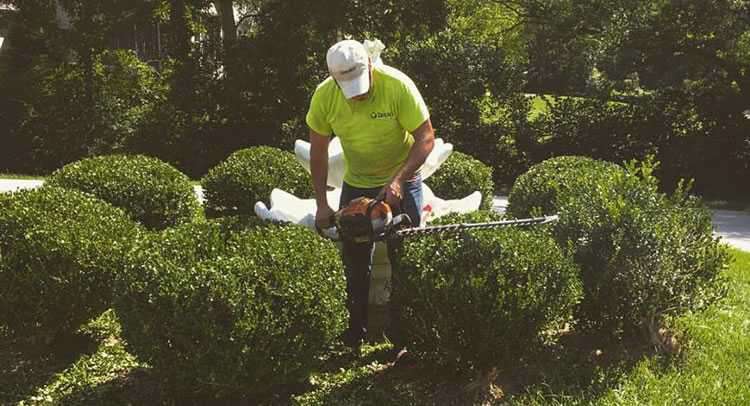 oakleys tree and garden services (18)