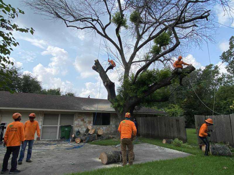 oakleys tree and garden services (2)