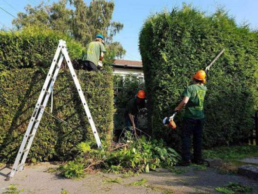 oakleys tree and garden services (21)