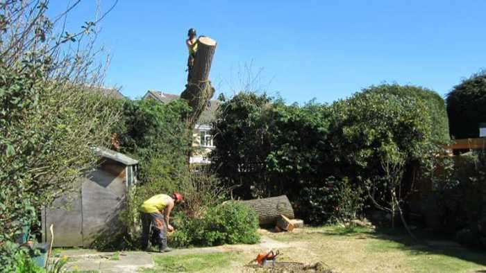 oakleys tree and garden services (22)