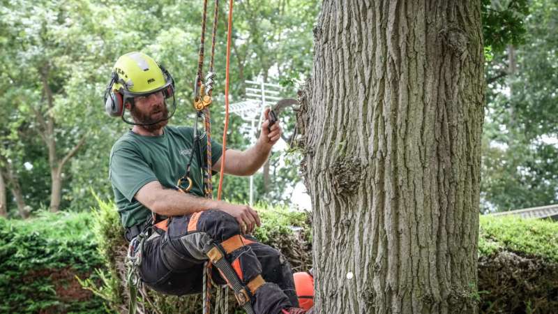 oakleys tree and garden services (6)