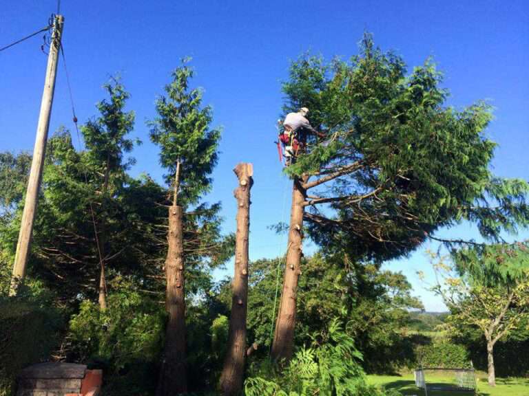 oakleys tree and garden services (8)