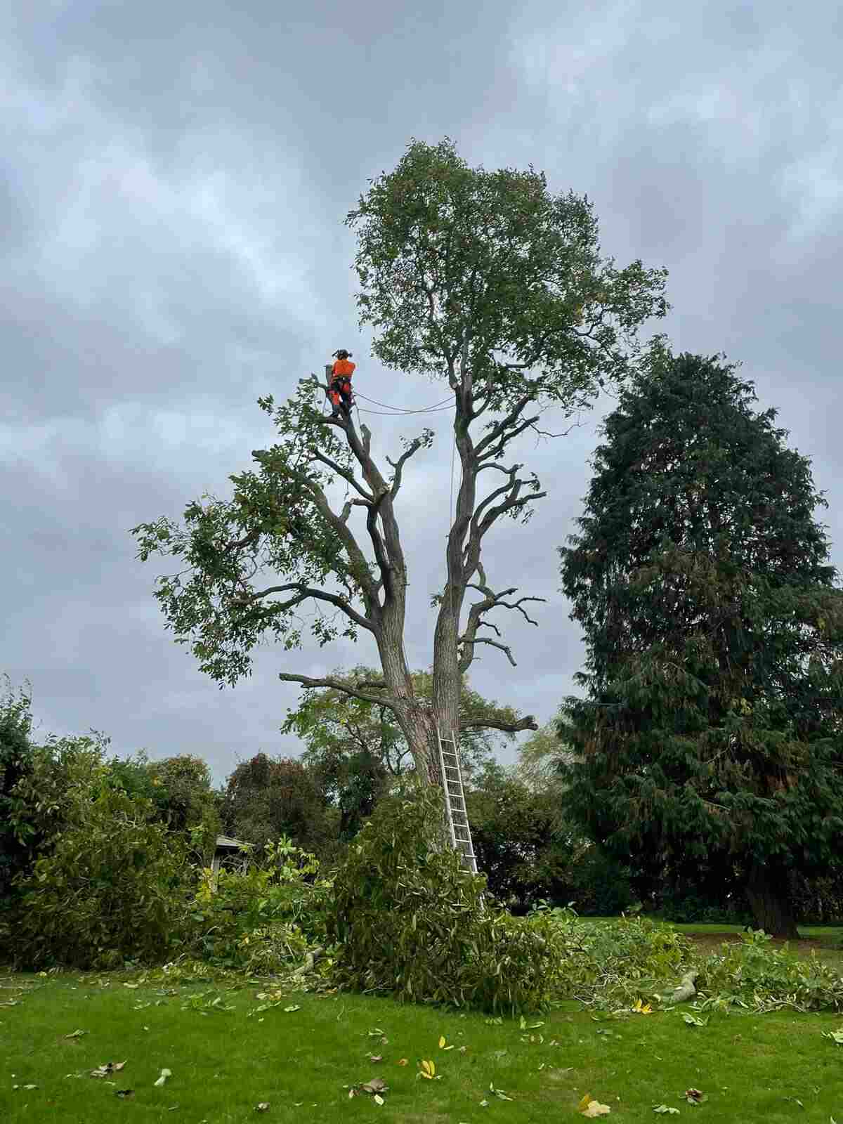 oakleystreeandgardenservices