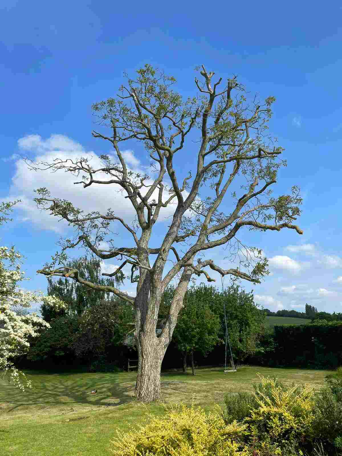 oakleystreeandgardenservices in barkingside