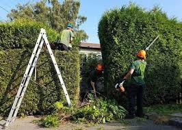 hedge trimming in london