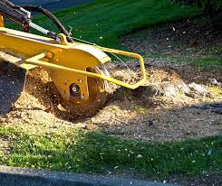 tree stump removal and stump grinding