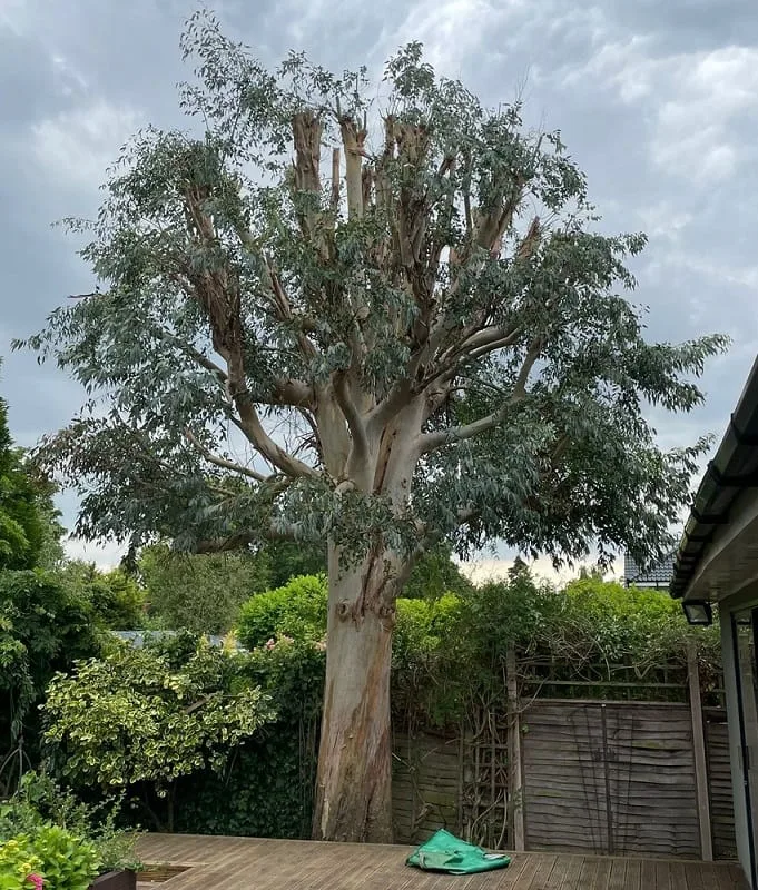 Eucalyptus Tree Pollardedd