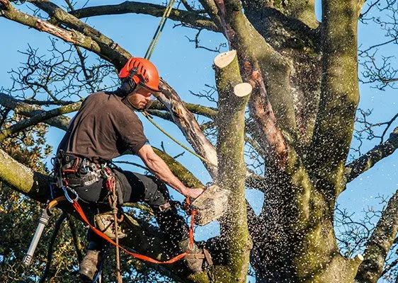 Oakleys Tree pollarding Service