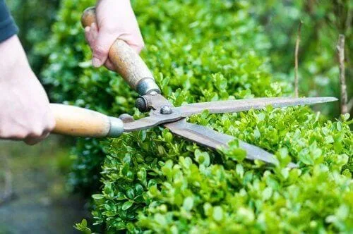 buxus maintenance pruning shearing