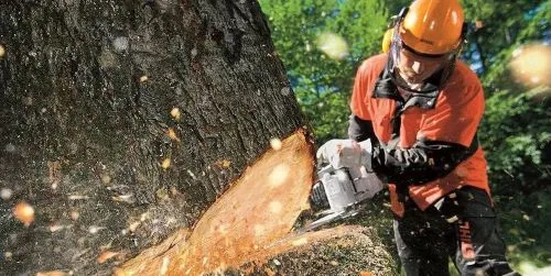 tree felling in essex