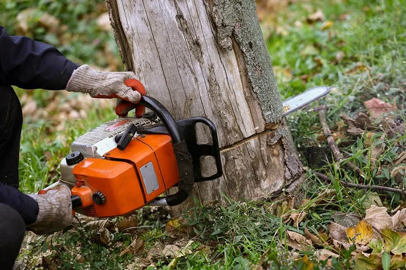 tree removal and stump grinding service